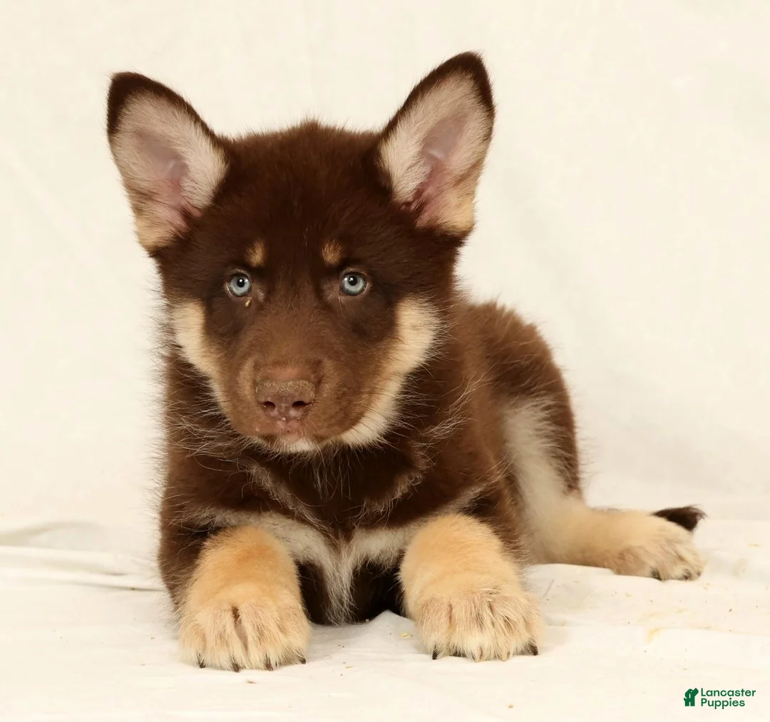 Gerberian Shepsky dogs for sale: Sarge - Ad 5