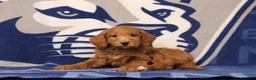 Mini Goldendoodle dogs for sale: Ervan - Ad 3