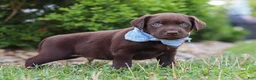 Labrador Retriever dogs for sale: Scout - Ad 4