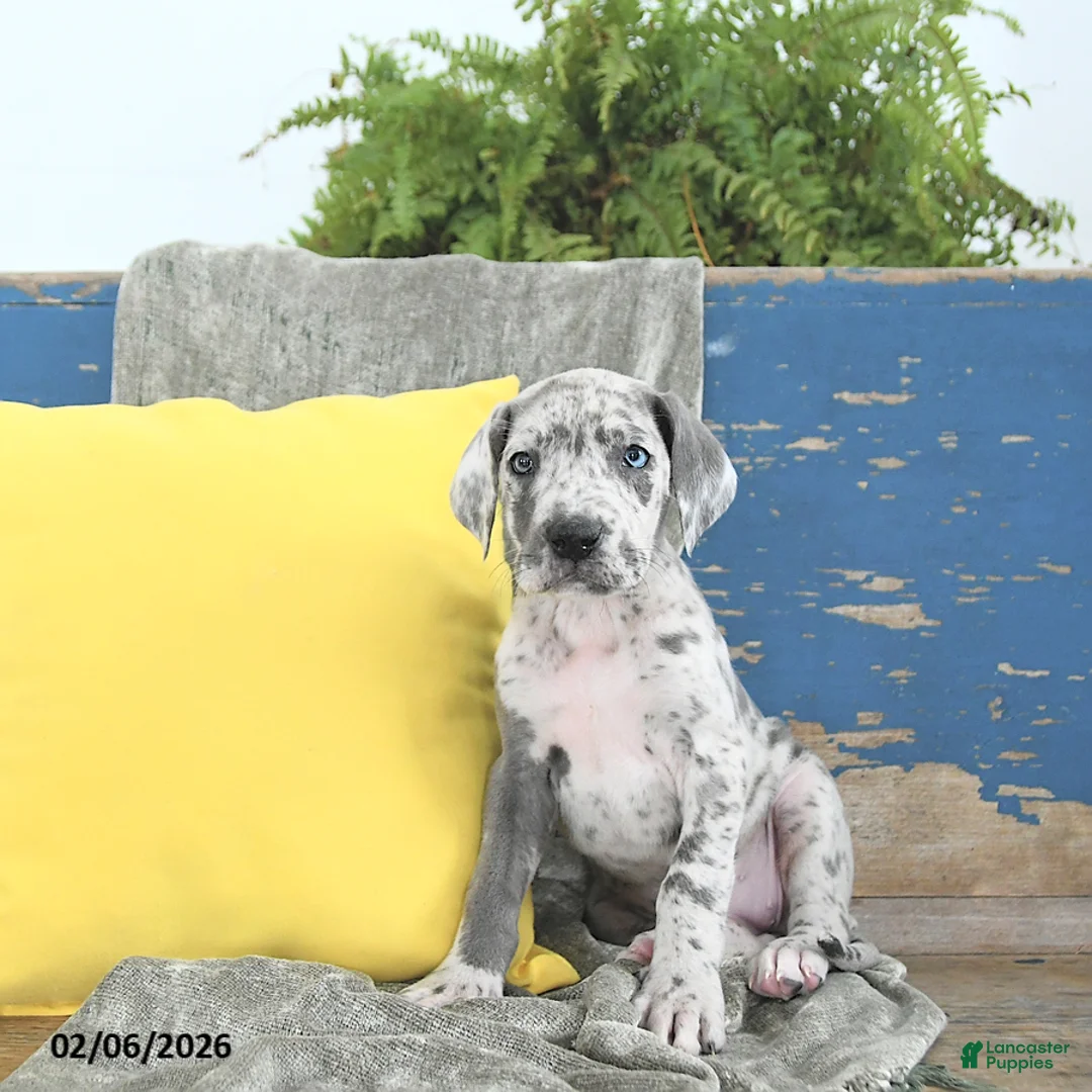 Great Dane dogs for sale: Ember - Ad 2