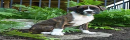 Boxer dogs for sale: Zeke - Ad 2