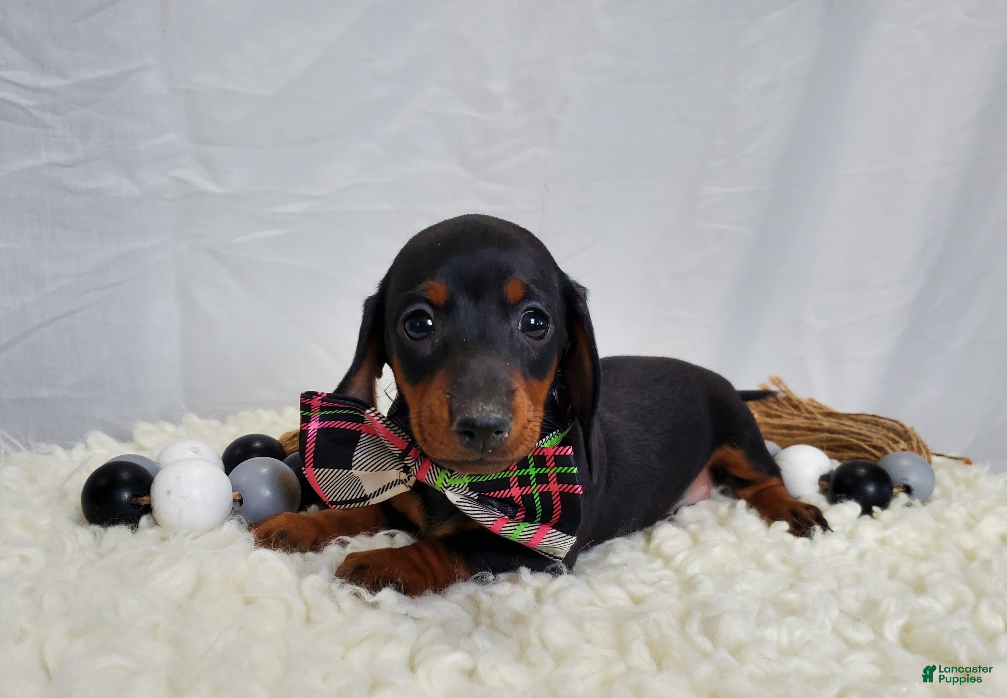 Miniature Dachshund dogs for sale: Alexia - Ad 3