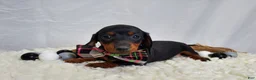 Miniature Dachshund dogs for sale: Alexia - Ad 1