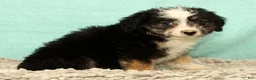 Mini Aussiedoodle dogs for sale: Lassie - Ad 8