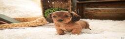 Miniature Dachshund dogs for sale: Gingerbread - Ad 1