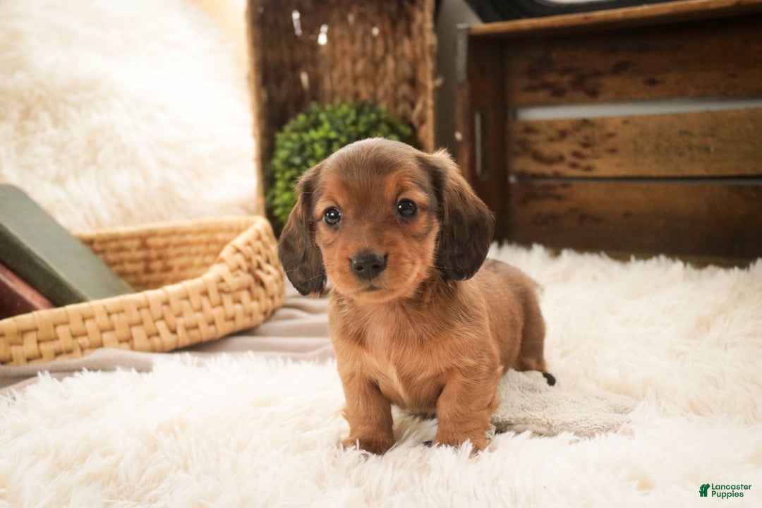 Miniature Dachshund dogs for sale: Gingerbread - Ad 1