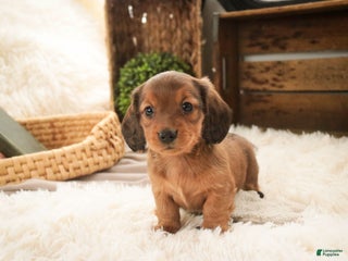 Miniature Dachshund dogs Gingerbread - Ad 25