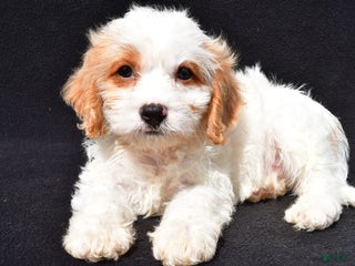 Cavachon dogs - Ad 8