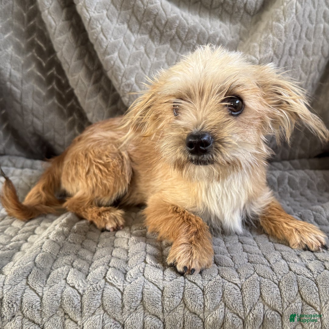 Morkie dogs for sale: Jasper  - Ad 3