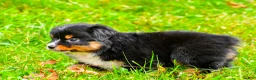 Miniature Australian Shepherd dogs for sale: Kylie - Ad 11