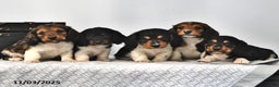 Miniature Dachshund dogs for sale: Sailor - Ad 4