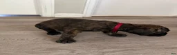 Cane Corso dogs for sale: Cane Corso 2 - Ad 7