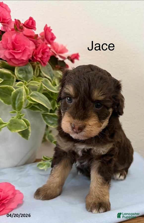 Mini Aussiedoodle dogs Jace - Ad 36