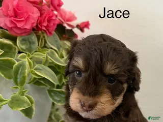 Mini Aussiedoodle dogs Jace - Ad 36