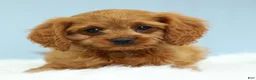 Cavapoo dogs for sale: Waffles 🧇 - Ad 11