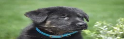 German Shepherd dogs for sale: Hunter - Ad 3