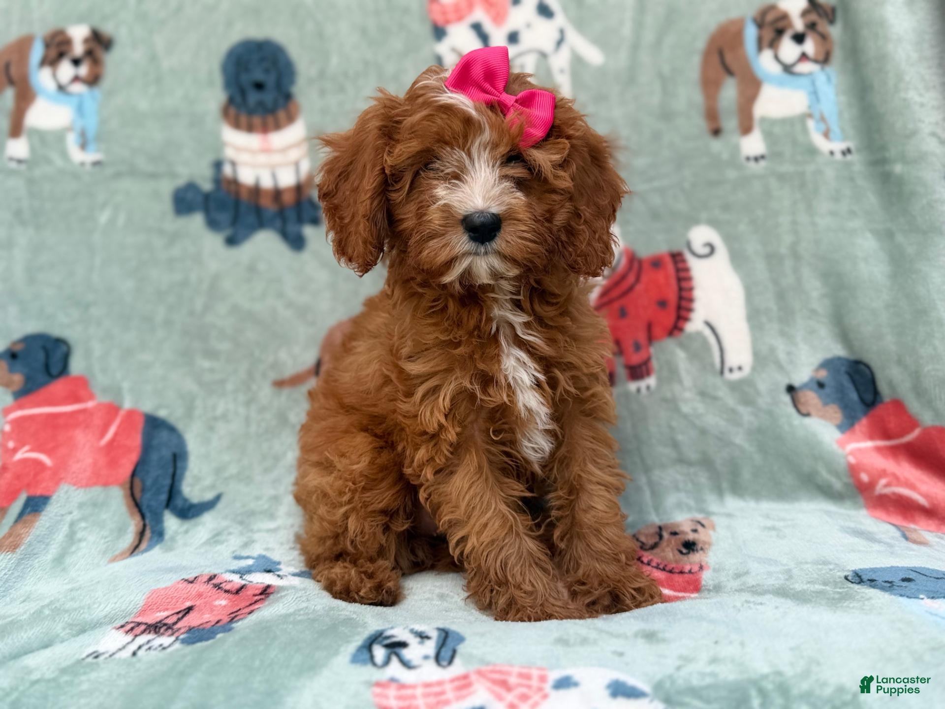 Cavapoo dogs for sale: Buttercup  - Ad 2