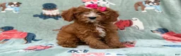Cavapoo dogs for sale: Buttercup  - Ad 2