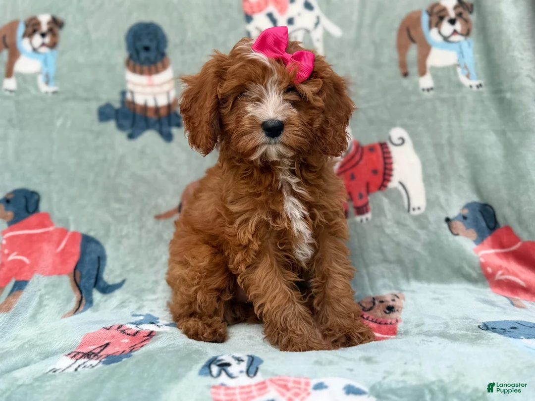 Cavapoo dogs for sale: Buttercup  - Ad 2