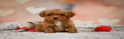 Toy Poodle dogs for sale: Bella - Ad 11