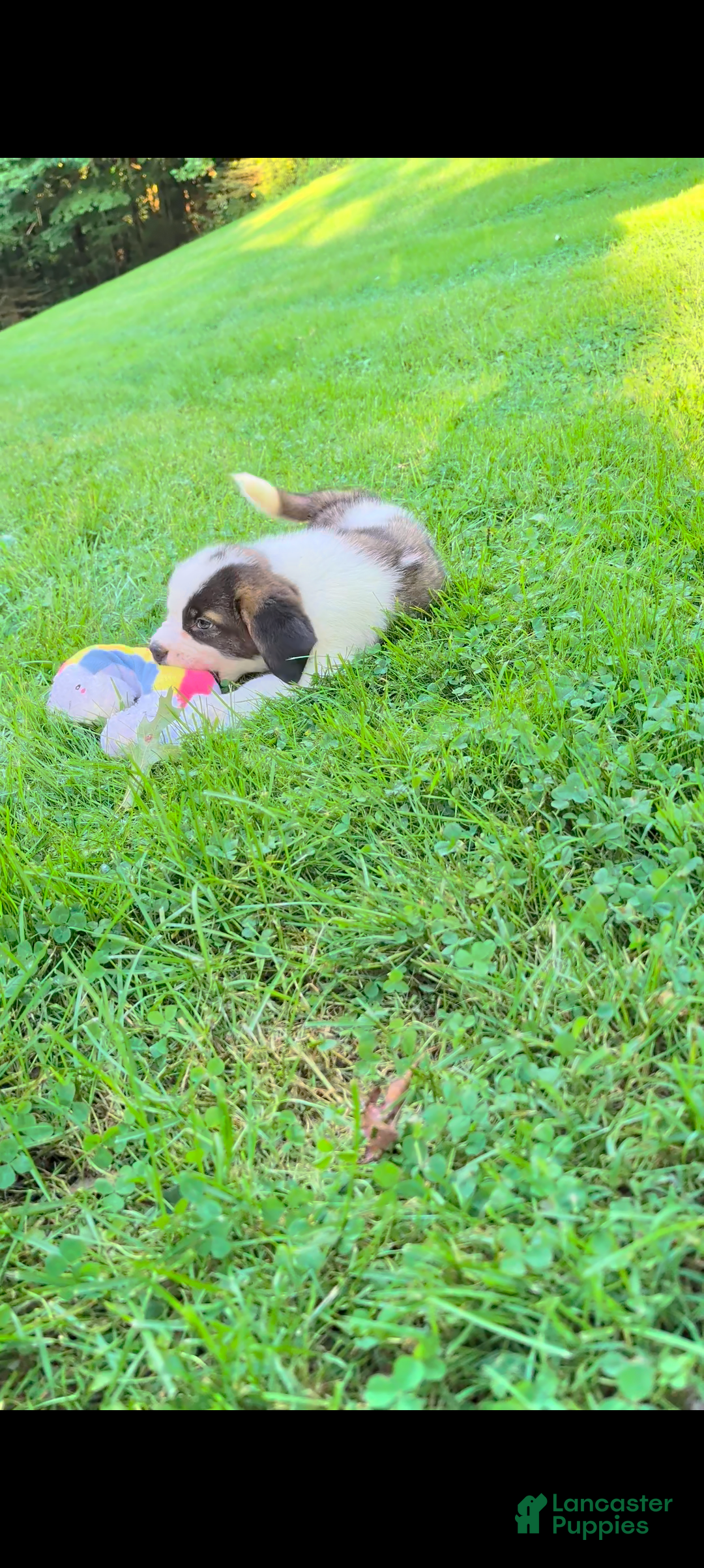 Saint Bernard dogs Betsy - Ad 2