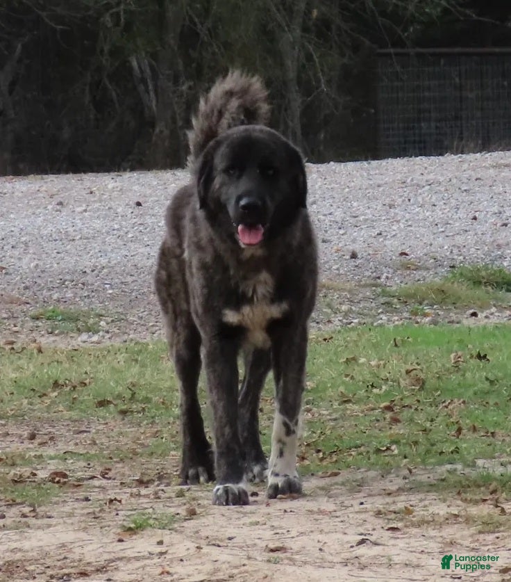 Anatolian Shepherd dogs Dusty 2026 Female 4 - Ad 8