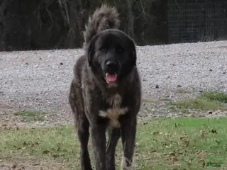 Anatolian Shepherd dogs Dusty 2026 Female 4 - Ad 6