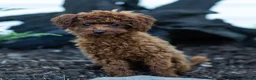 Toy Poodle dogs for sale: Raven Toy Poodle Puppy  - Ad 6