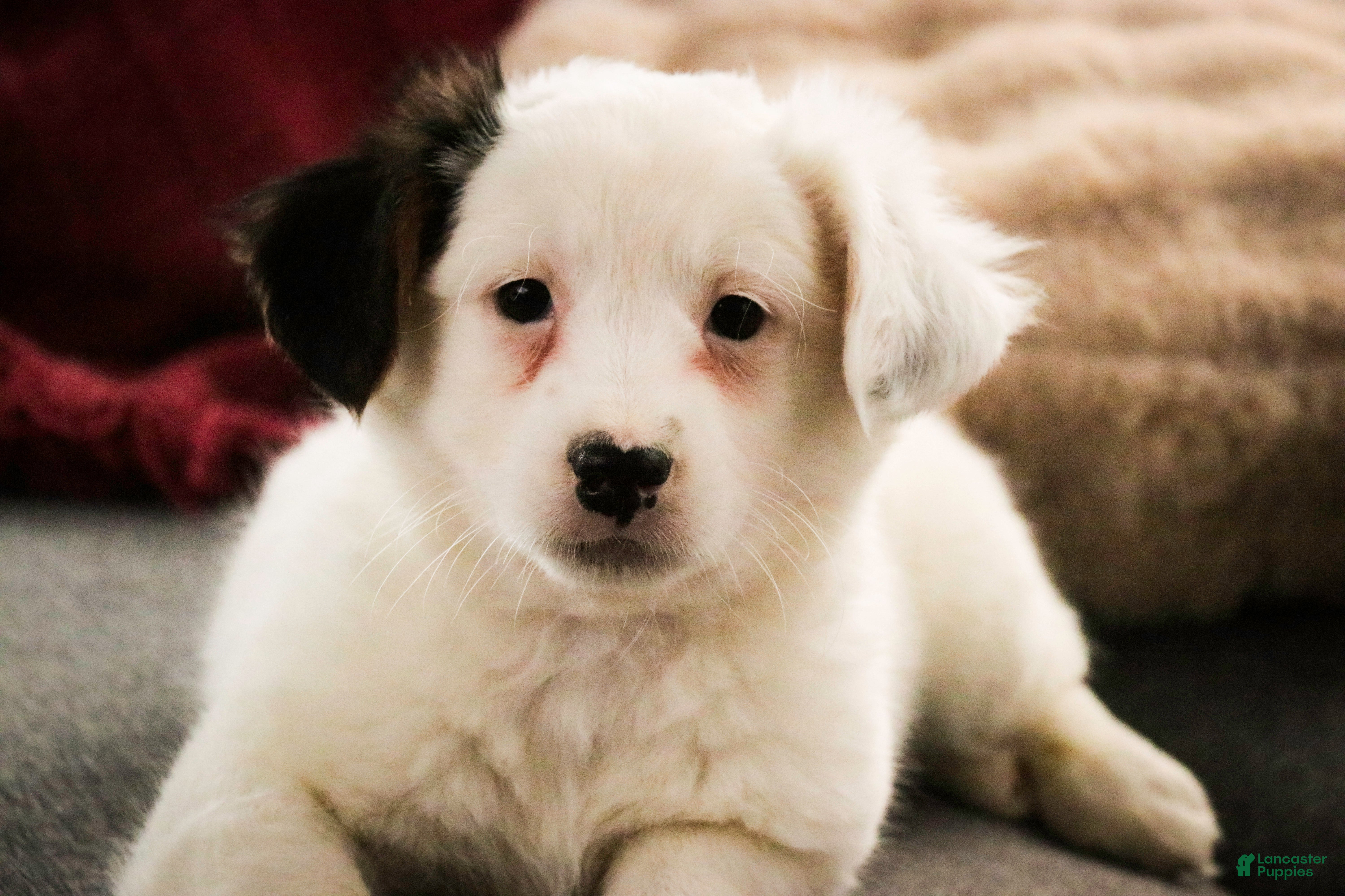 Mixed Breed dogs for sale: Bubba - Ad 3