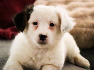 Mixed Breed dogs for sale: Bubba - Ad 3