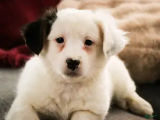 Mixed Breed dogs Bubba - Ad 26