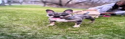 French Bulldog dogs for sale: French Bulldog 3 - Ad 5