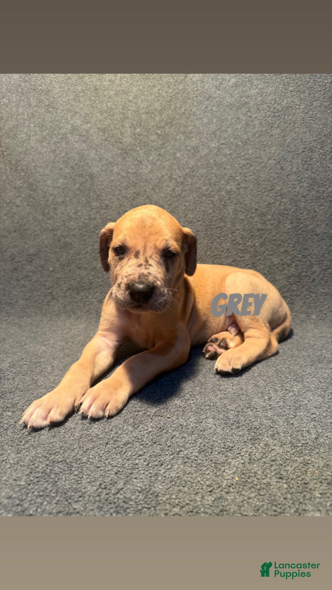 Great Dane dogs Grey collar - Ad 25