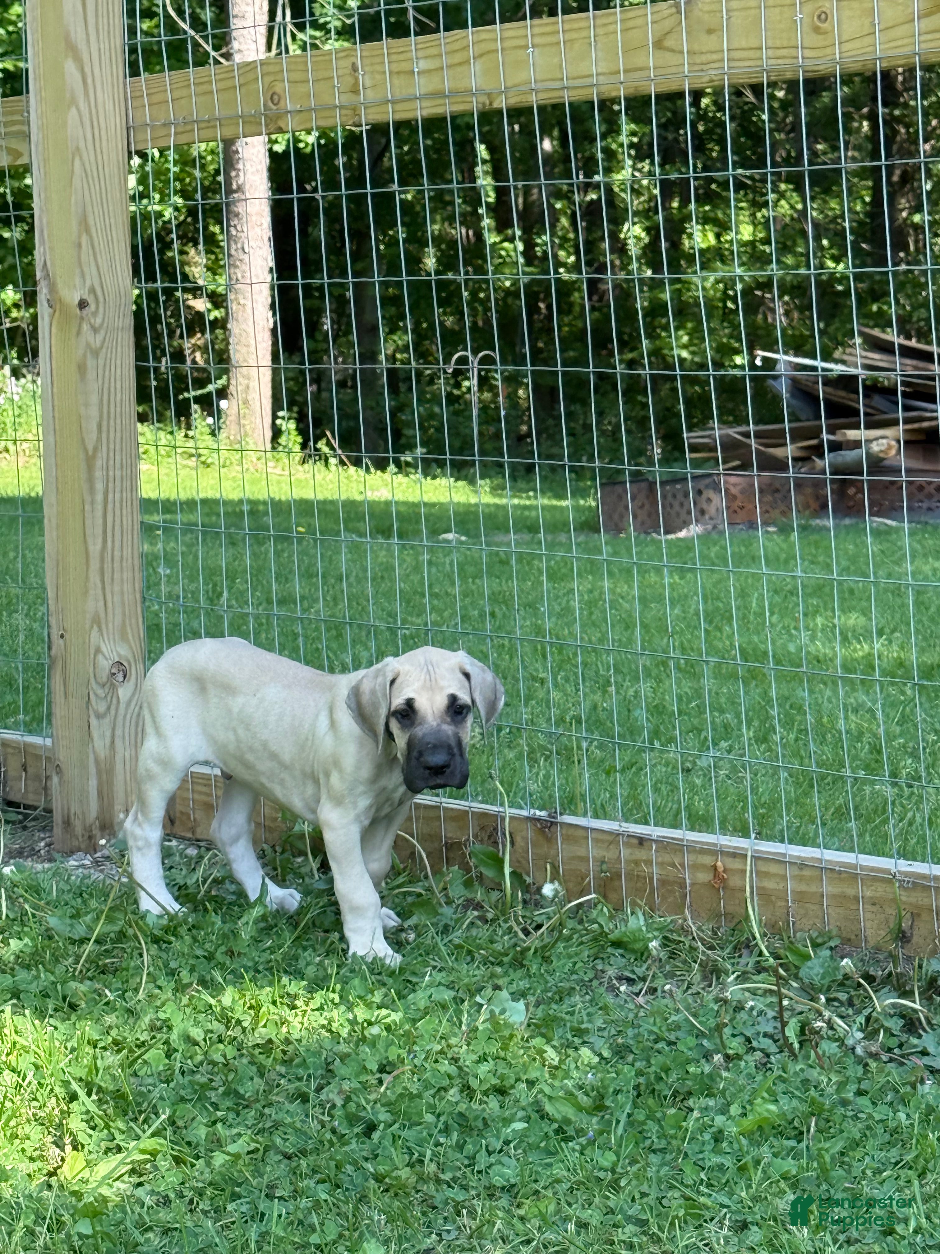 Great Dane dogs Manicotti (Blue) - Ad 17