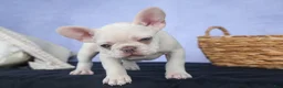 French Bulldog dogs for sale: 💕Jasmine  - Ad 17