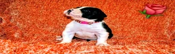 Presa Canario dogs for sale: Mr Neon  - Ad 63