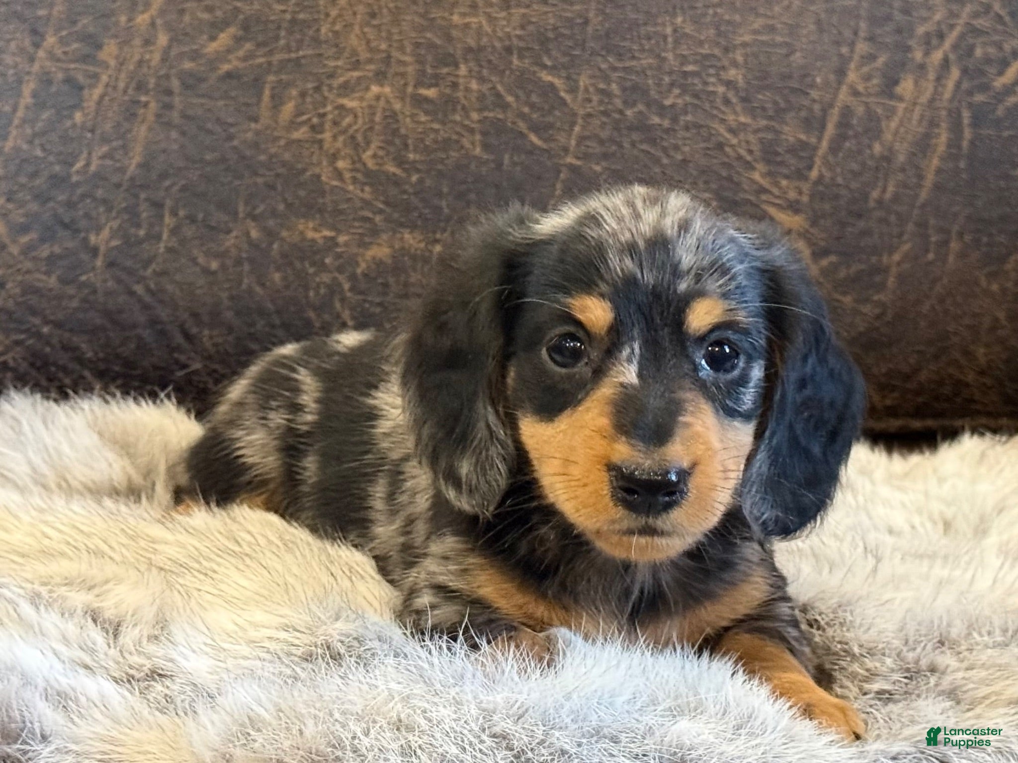 Miniature Dachshund dogs Angus - Ad 2
