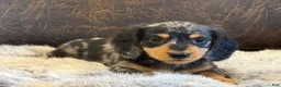 Miniature Dachshund dogs for sale: Angus - Ad 2