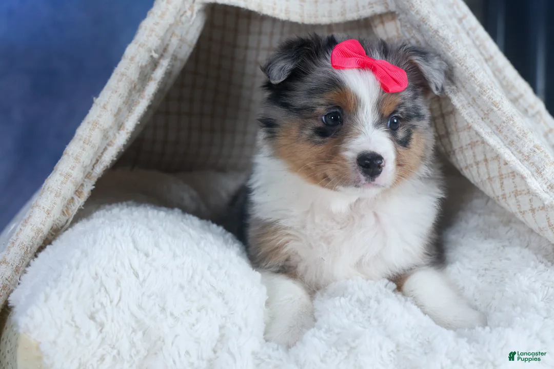 Mixed Breed dogs for sale: Willow - Ad 2