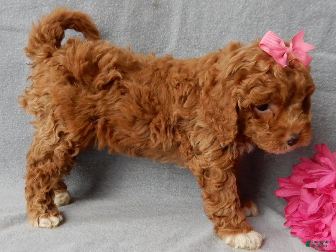 Cavapoo dogs for sale: Eliza - Ad 7