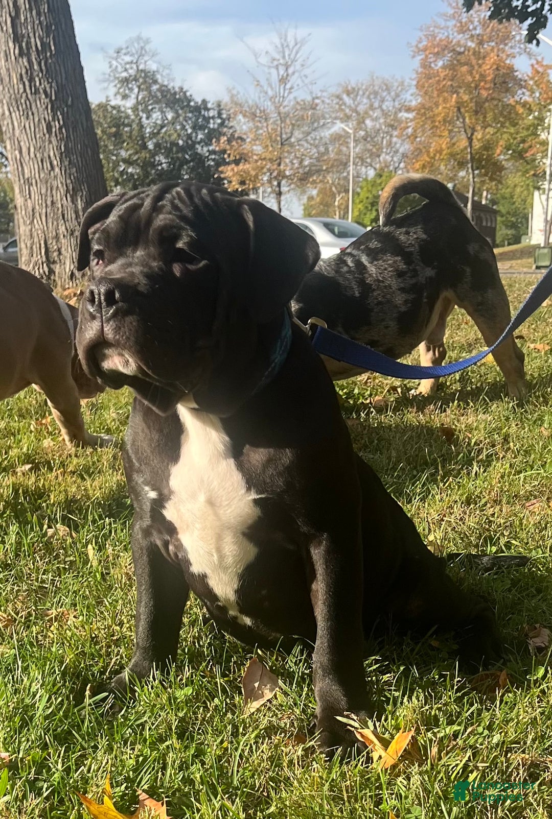 American Bully dogs for sale:  Puppy 1 - Ad 6