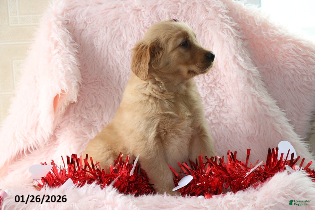 Golden Retriever dogs for sale: Leah - Ad 4
