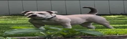 American Bully dogs for sale: Remble  - Ad 7