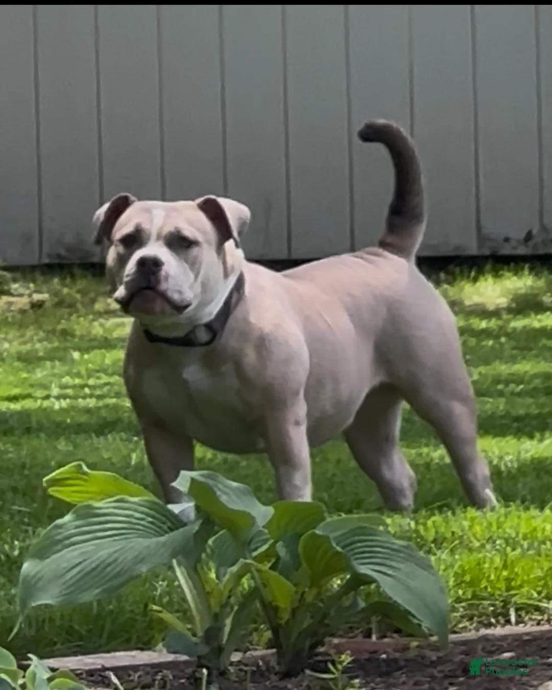 American Bully dogs for sale: Remble  - Ad 7