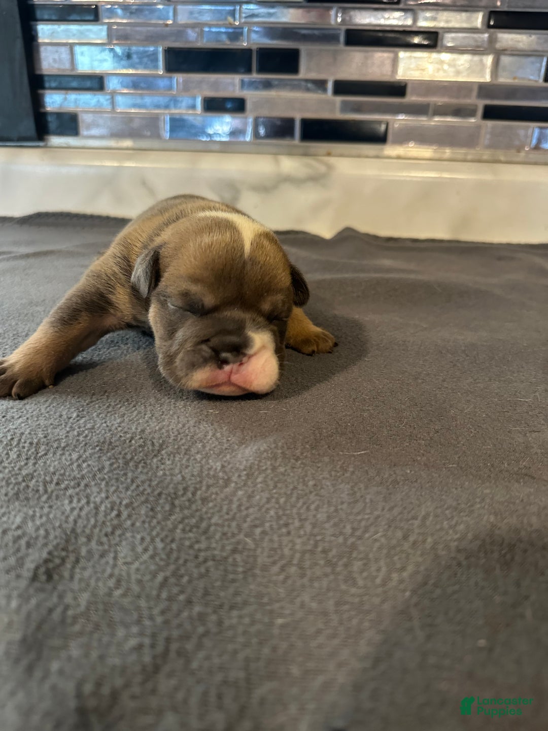 English Bulldog dogs for sale: Blue Fawn Merle Boy  - Ad 43