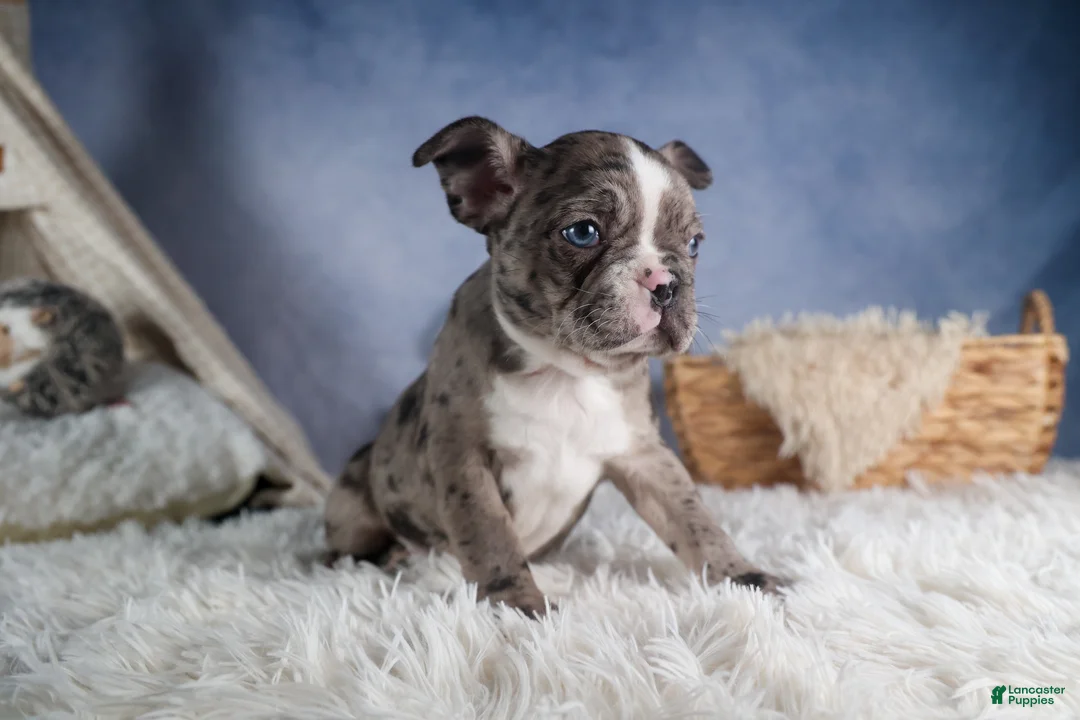 Frenchton dogs for sale: ISABELLA - Ad 12