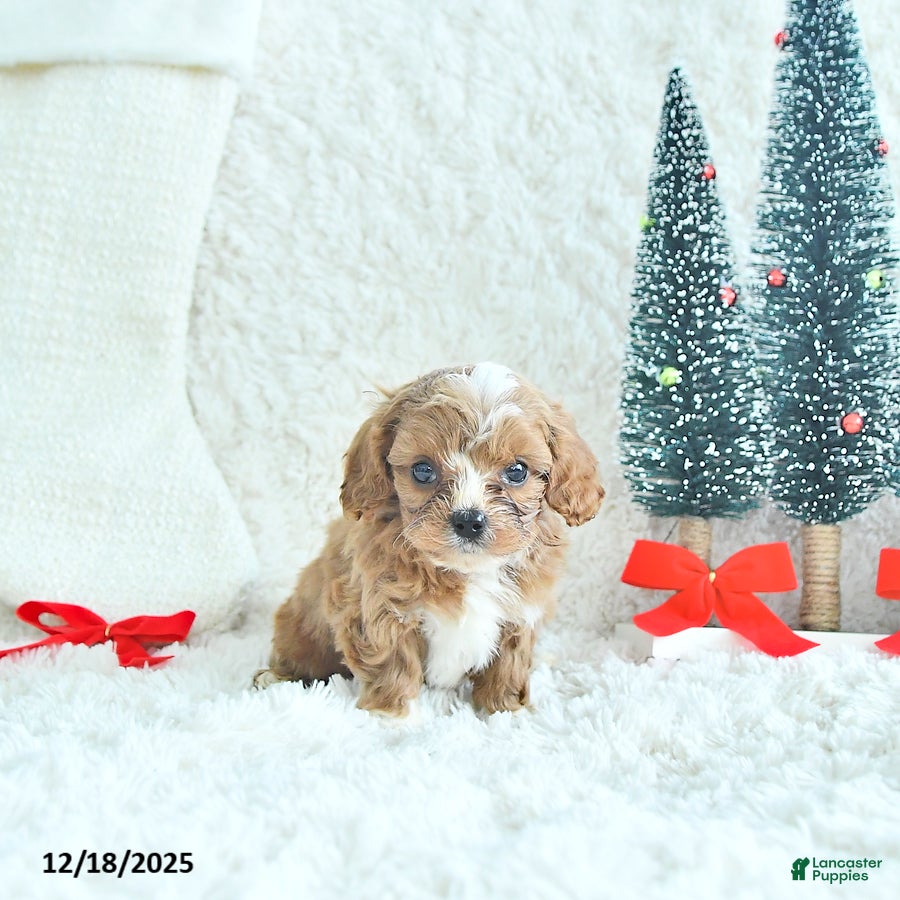 Cavapoo dogs Frosty - Ad 14
