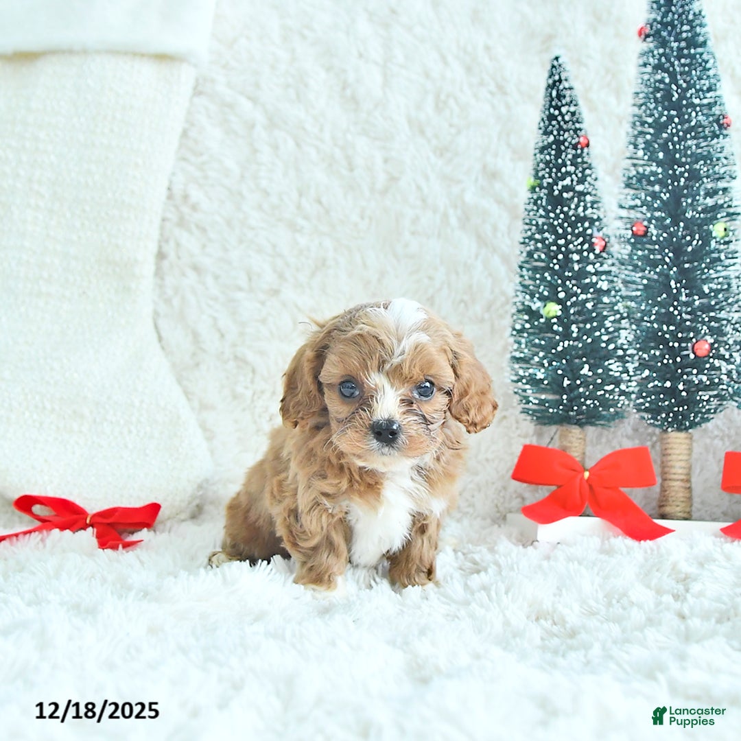 Cavapoo dogs for sale: Frosty - Ad 1
