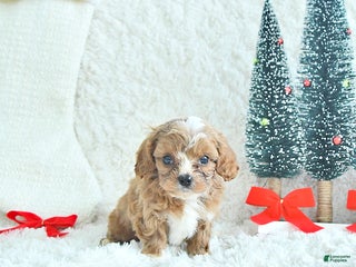 Cavapoo dogs Frosty - Ad 14