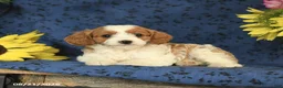 Cavapoo dogs for sale: Clover - Ad 9